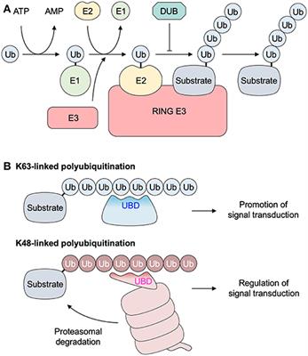 Immune Control by TRAF6-Mediated Pathways of Epithelial Cells in the EIME (Epithelial Immune Microenvironment)